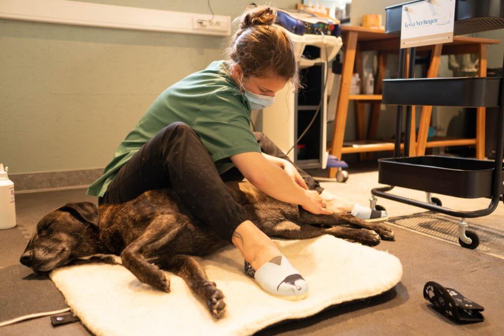 Massagetherapie bij honden