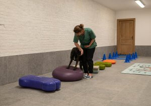 Fysiotherapie hond Poperinge