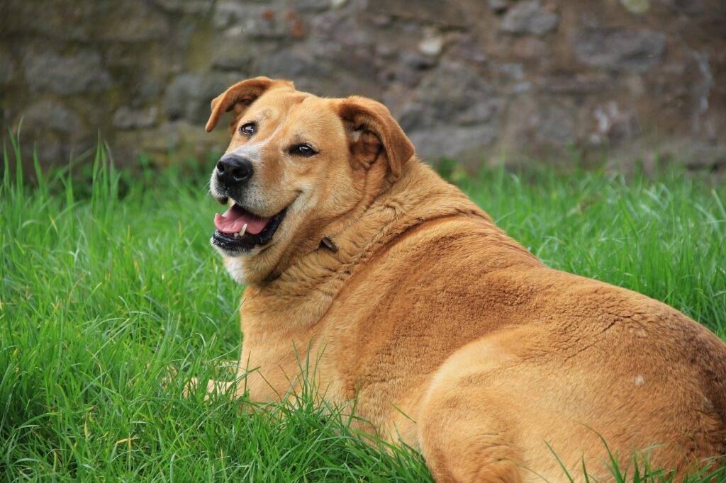 golden retriever, dog, grass-1809044.jpg